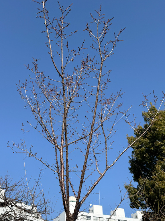 湯島天神の飛梅