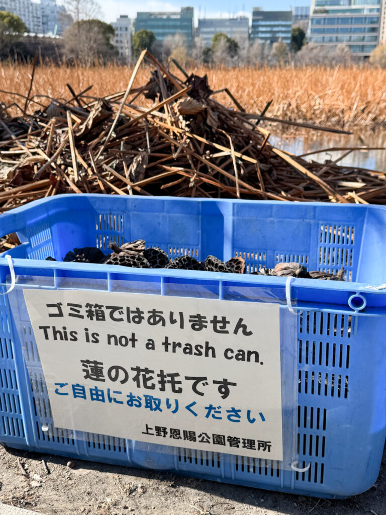 不忍池、ハスの花托ご自由にお取りください