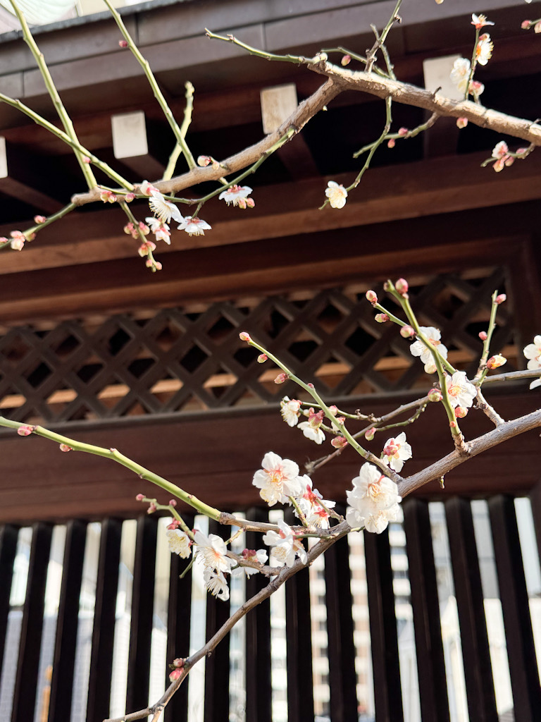 湯島天神、岡さんの白梅