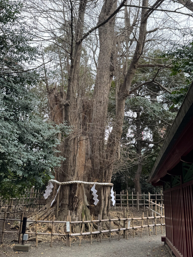 大國魂神社の御神木、イチョウ