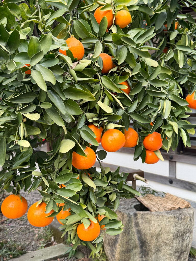大國魂神社の夏みかん