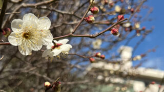 5DF3A96F 78E5 4F80 A686 6B710F8C8CAB 320x180