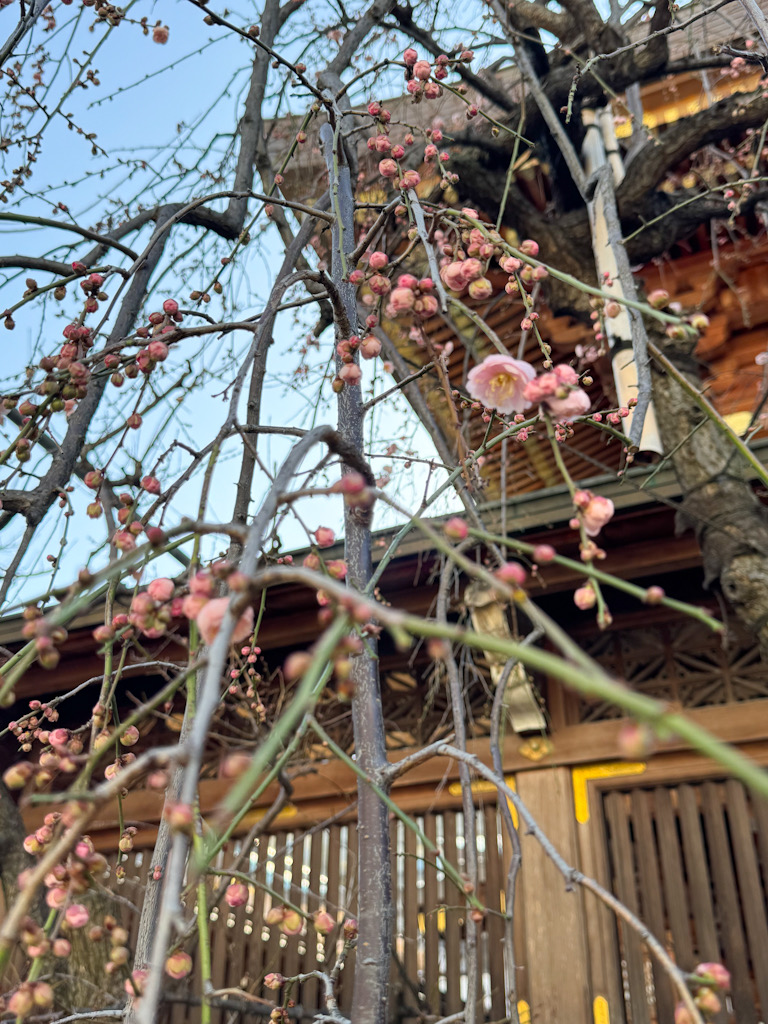 湯島天神のしだれ梅