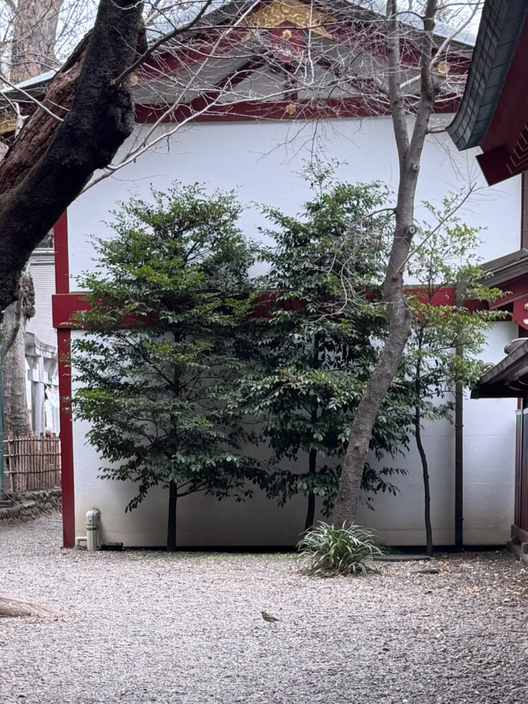 大國魂神社で目の前に現れた鳥