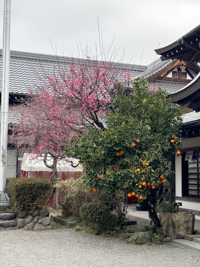 境内の紅梅と夏みかん