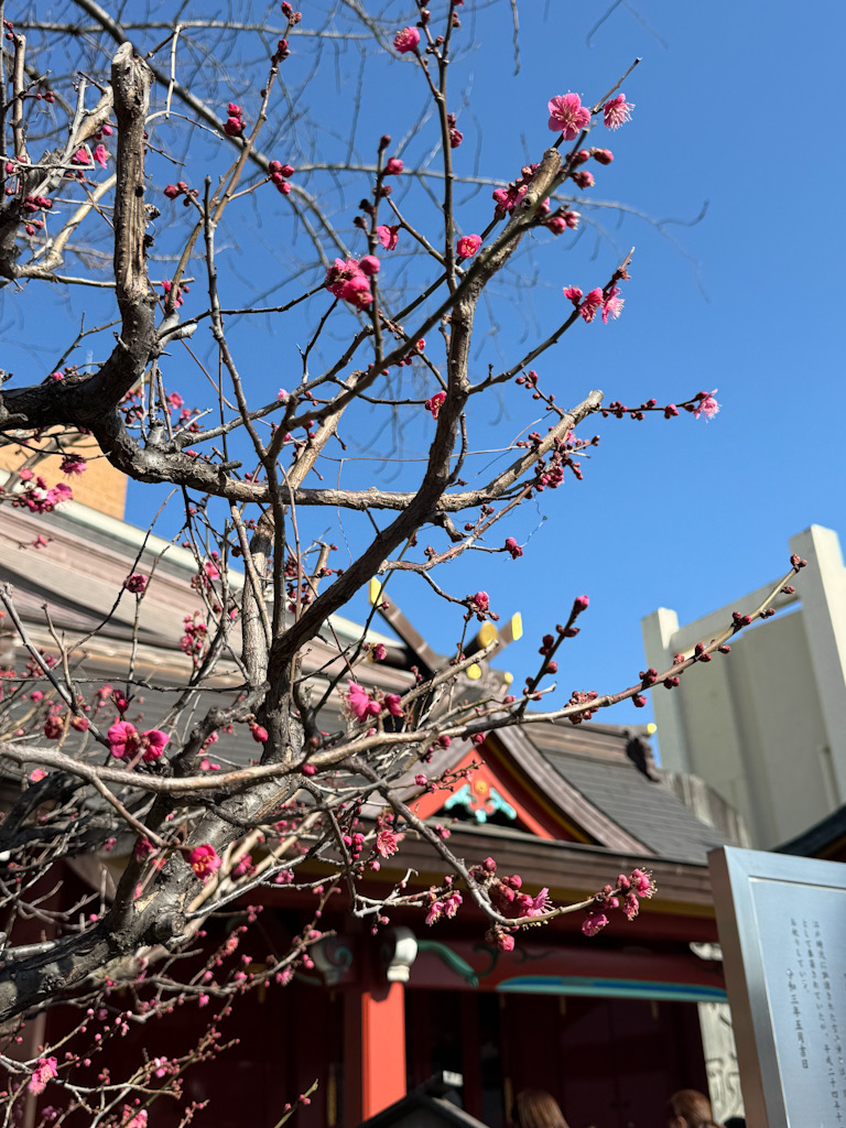 だいこく祭り@神田明神 神田明神、境内の梅