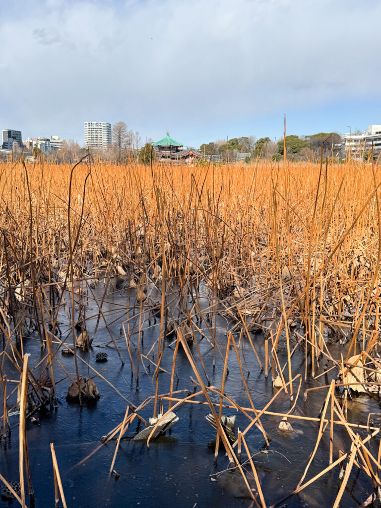 凍った不忍池