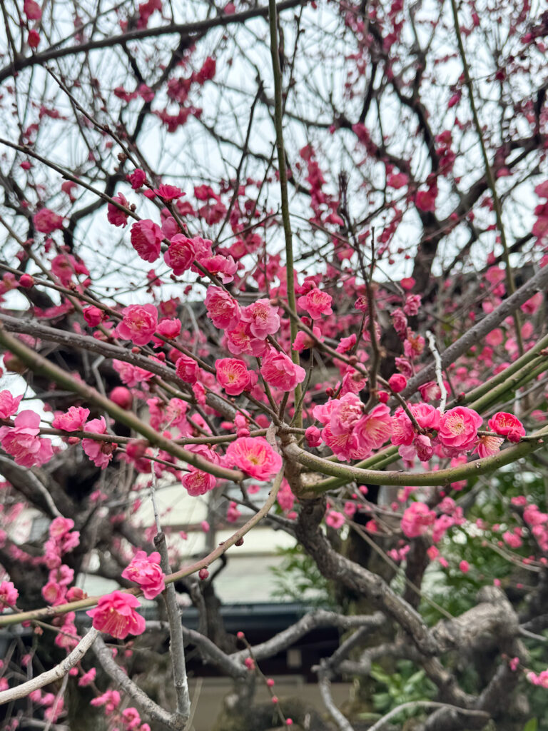 大國魂神社の紅梅