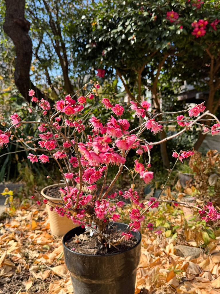 五條天神の紅梅