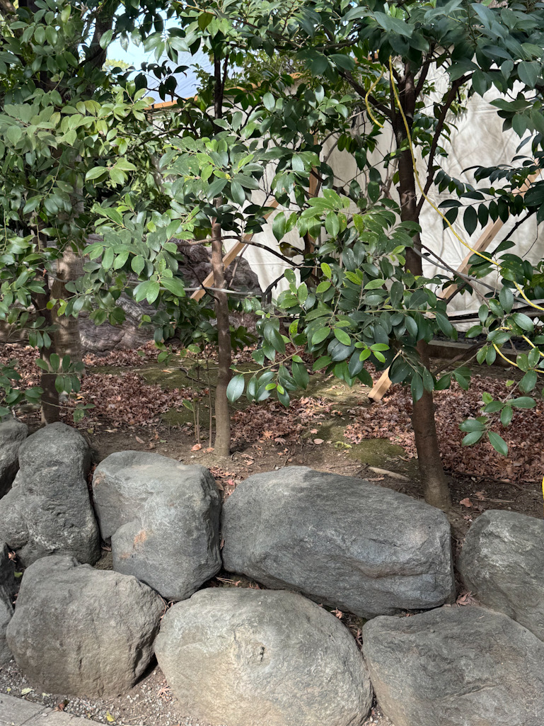 寒川神社で目の前に現れたメジロ