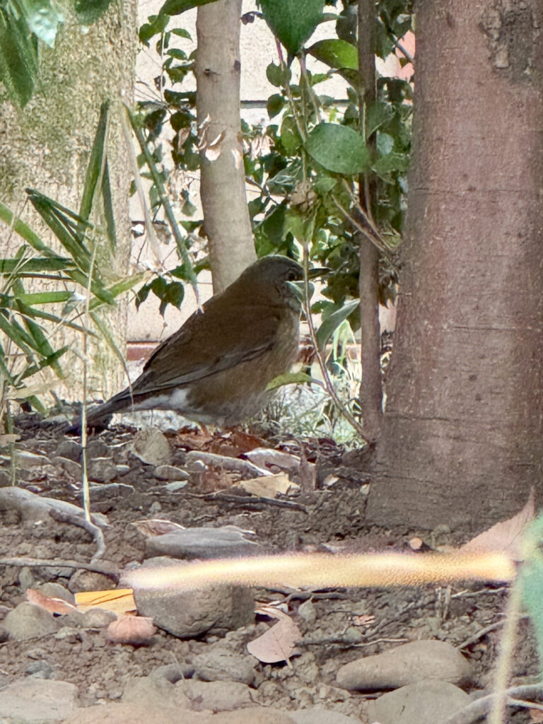シロハラという鳥かな？
