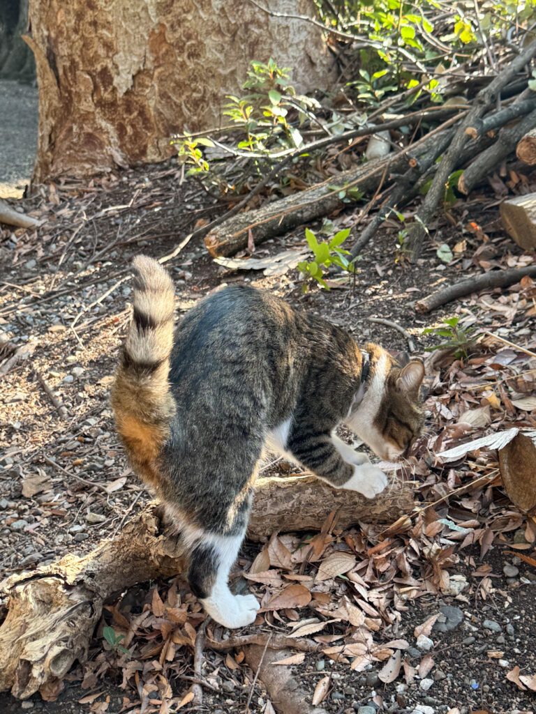 0d3398f9 f947 4966 9c64 a6017ecb5fa3