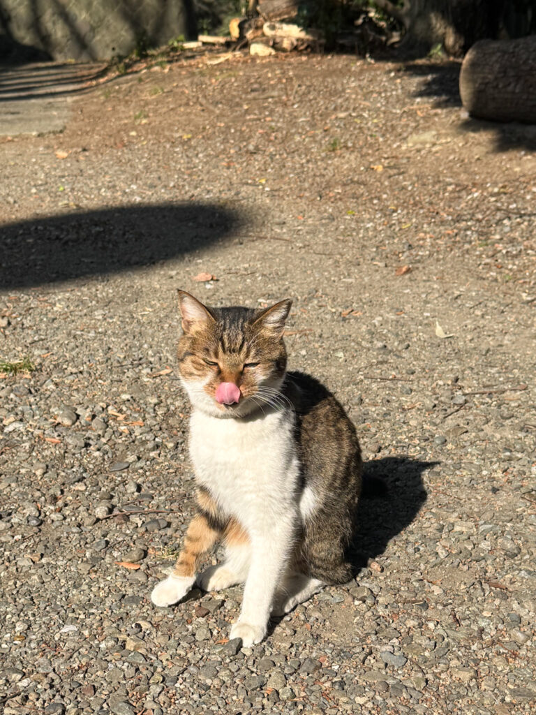 洲崎大神境内の猫ちゃん
