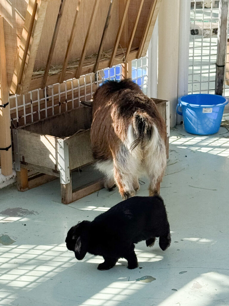 江戸川区自然動物園のうさぎ