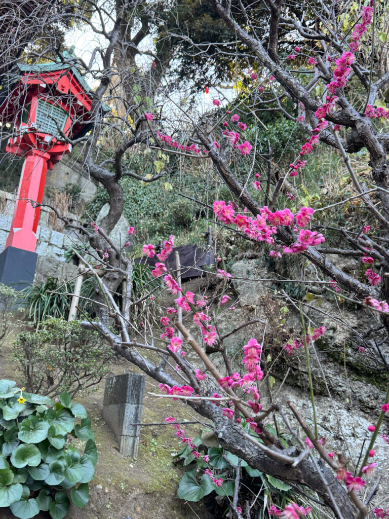 江島神社の紅梅