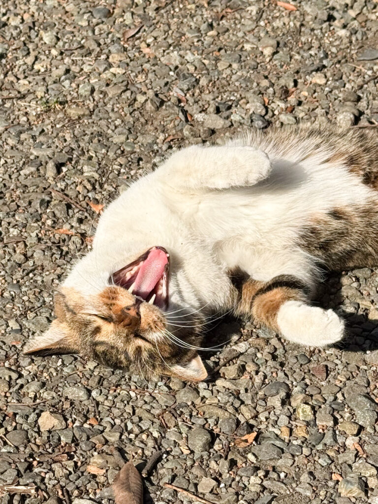 洲崎大神の境内の猫ちゃん