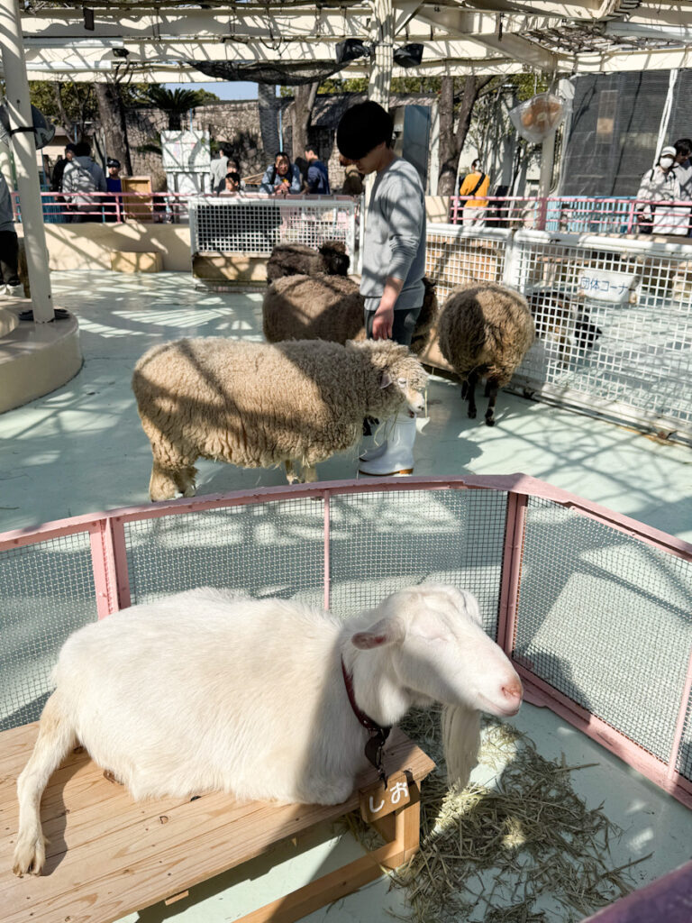 江戸川区自然動物園の羊