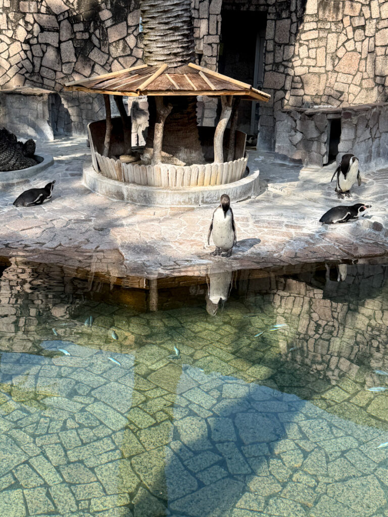 江戸川区自然動物園のペンギン舎