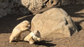 D896FA9D 9D5A 44DF 98A9 511B7BCCF32D 320x180