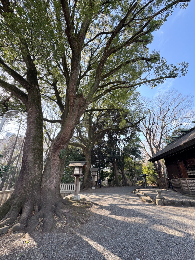 洲崎大神の御神木