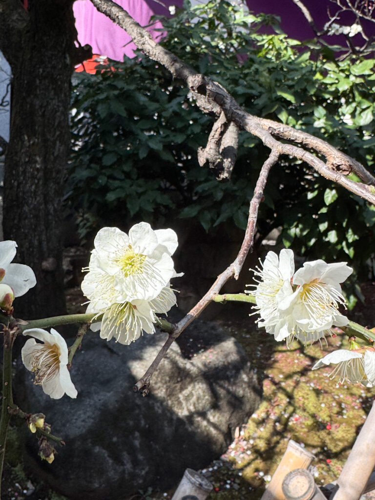 日枝神社の白梅