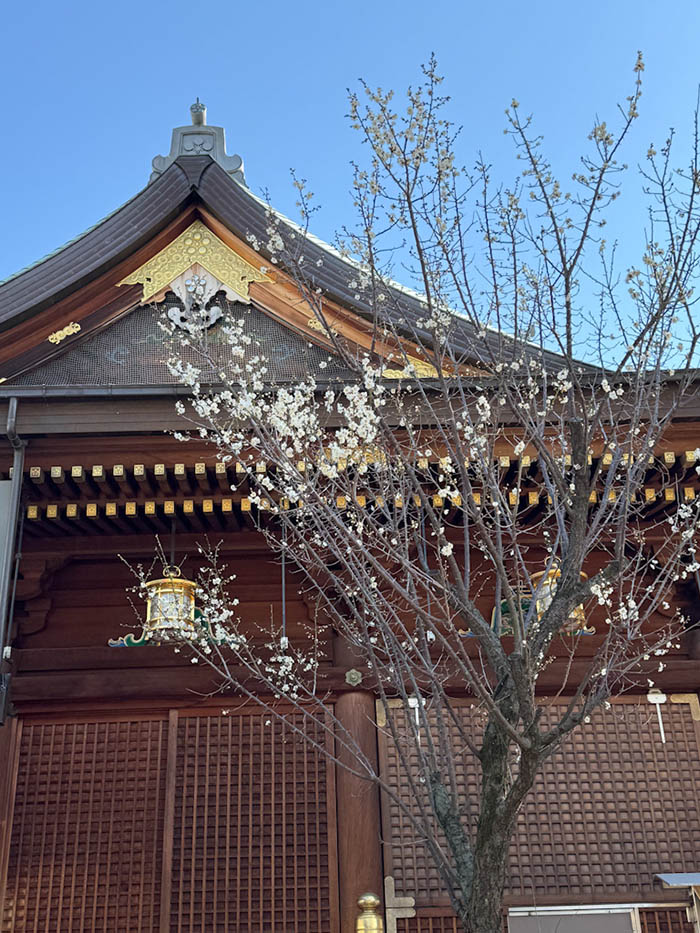 湯島天神、拝殿真横の白梅