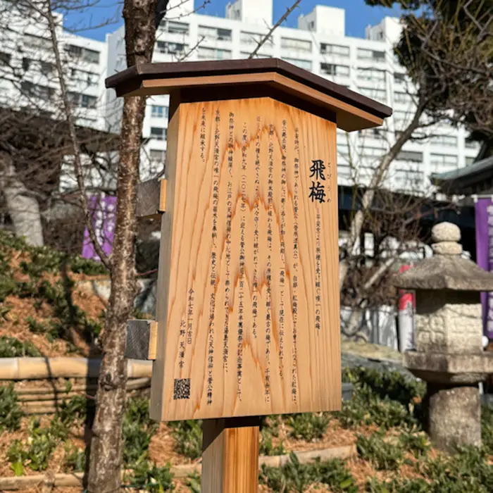 湯島天神の飛梅の木の説明