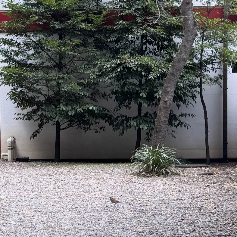 大國魂神社で目の前に現れた鳥