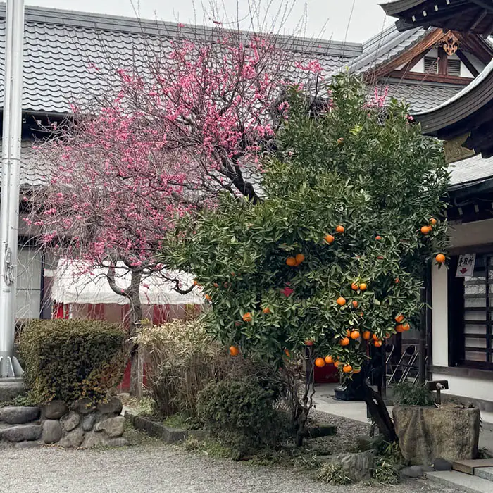 大國魂神社の境内の夏みかんと紅梅