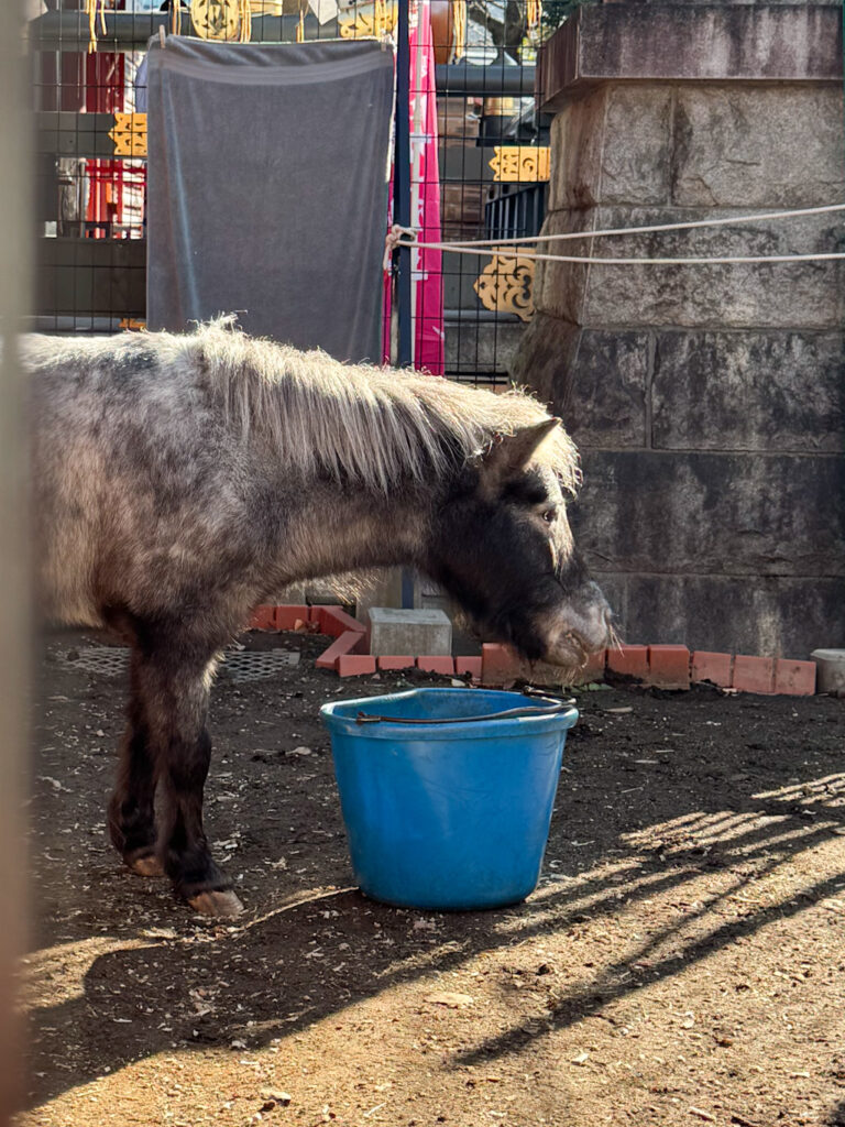 神田明神のご神馬あかりちゃん