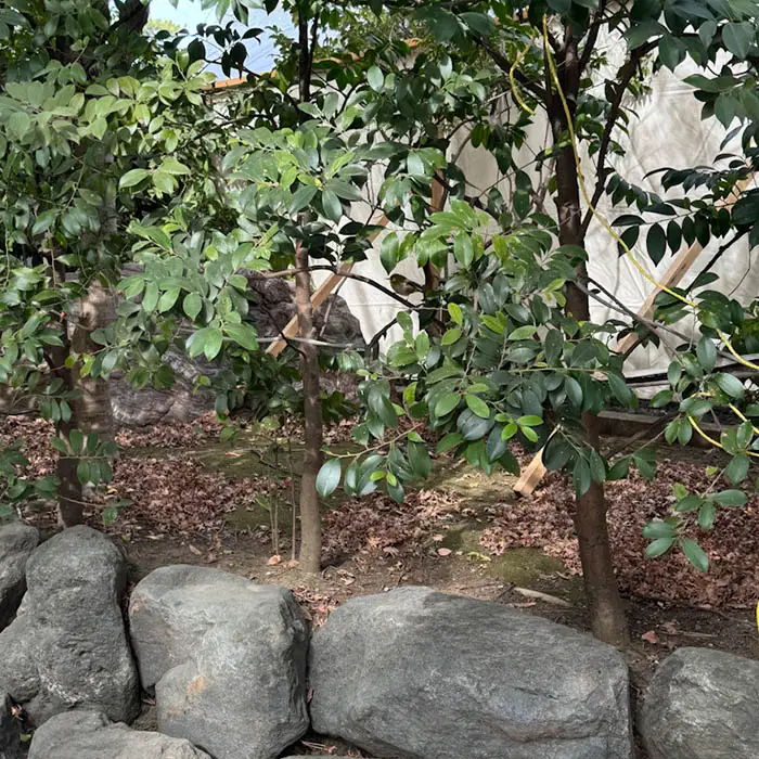 寒川神社で目の前に現れたメジロ