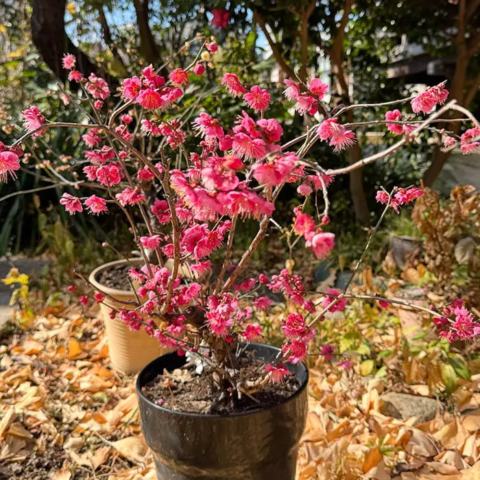 五條天神の紅梅