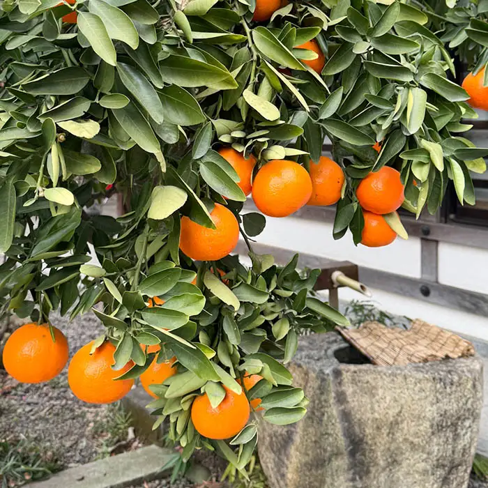 大國魂神社境内のツヤツヤで綺麗な色の夏みかん