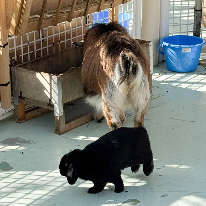 江戸川自然動物園