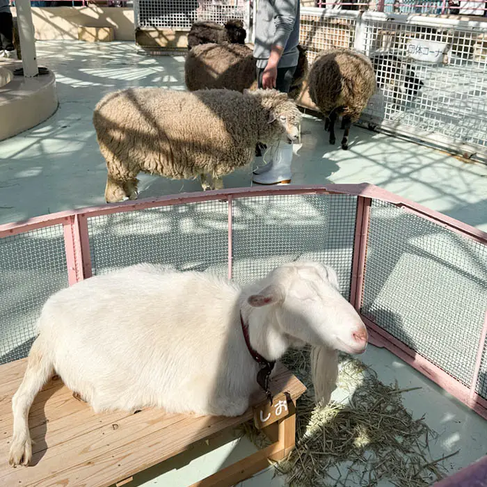 江戸川自然動物園の羊とやぎ