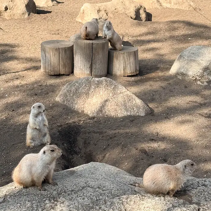 江戸川自然動物園のプレーリードッグ