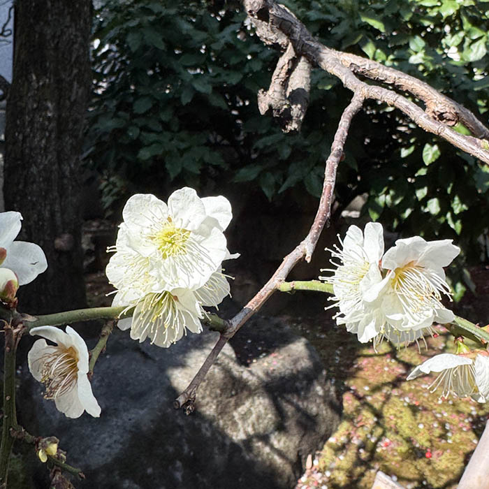 日枝神社の白梅