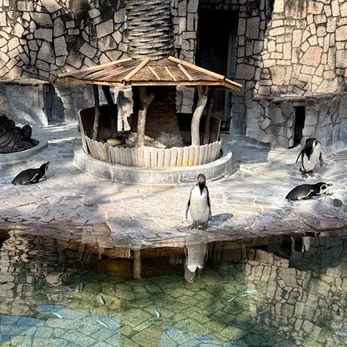 江戸自然動物園ペンギン