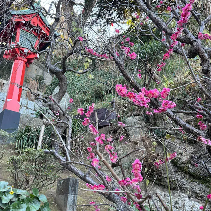 江島神社の紅梅