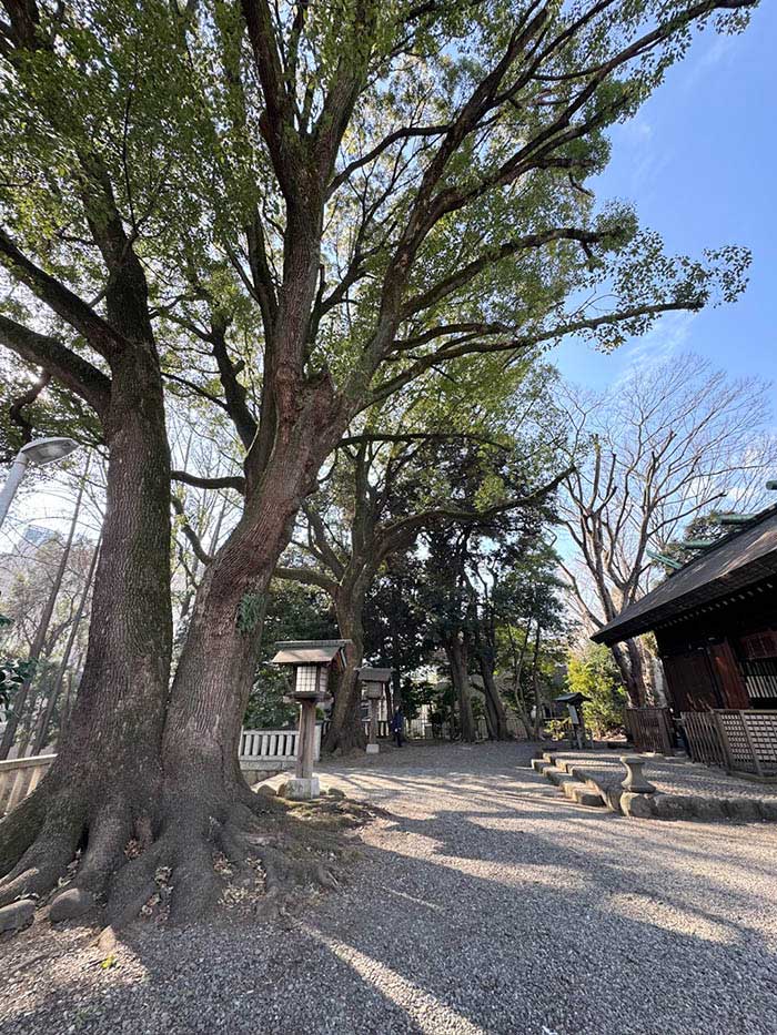 洲崎大神の御神木