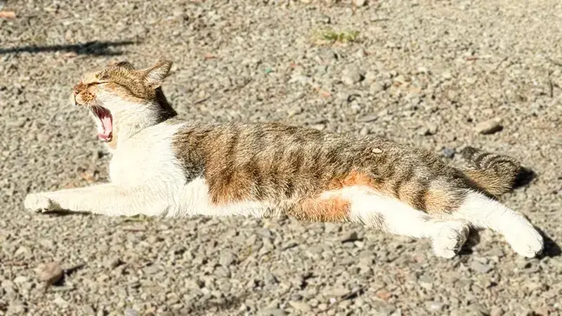 洲崎の猫ちゃん