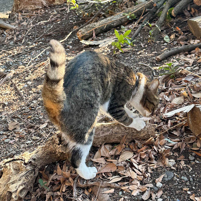 洲崎大神境内の猫ちゃん