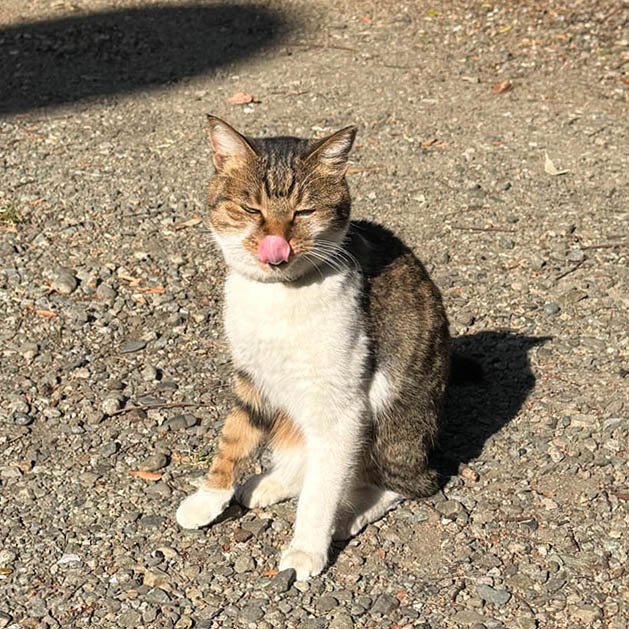 洲崎大神の境内でくつろぐ猫