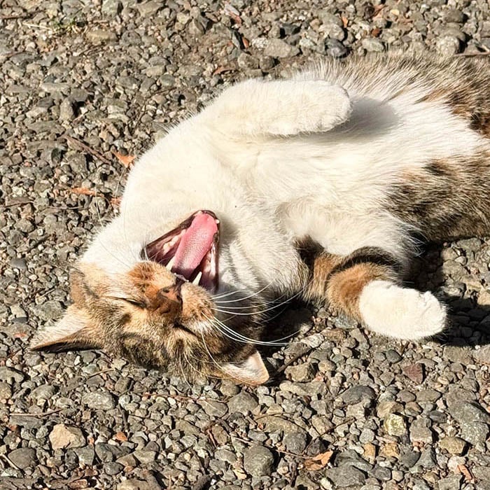洲崎大神の境内でくつろぐ猫