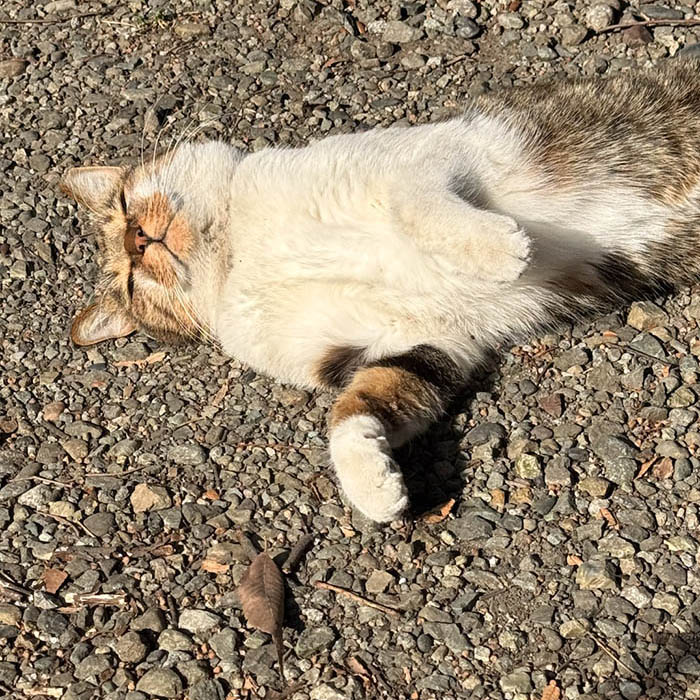 洲崎大神の境内でくつろぐ猫
