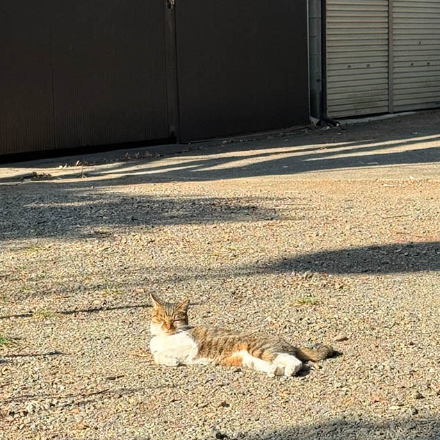 洲崎大神の境内でくつろぐ猫