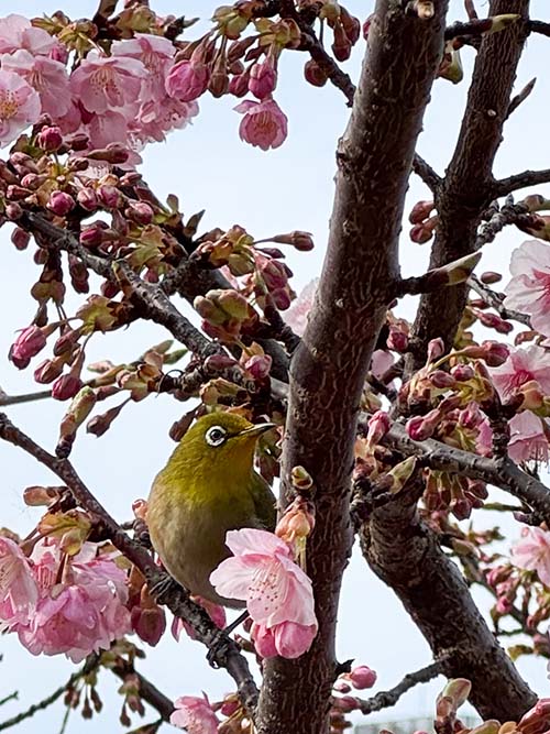 上野不忍池の河津桜にいたメジロ