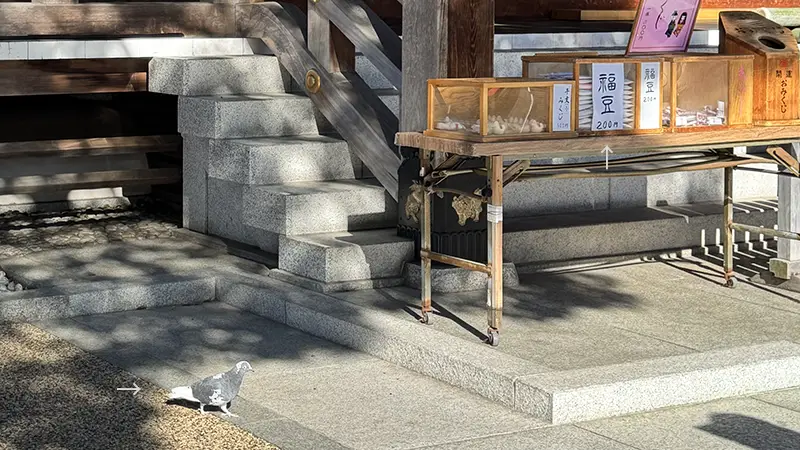 湯島天神の境内のはとと豆、まさに鳩に豆鉄砲