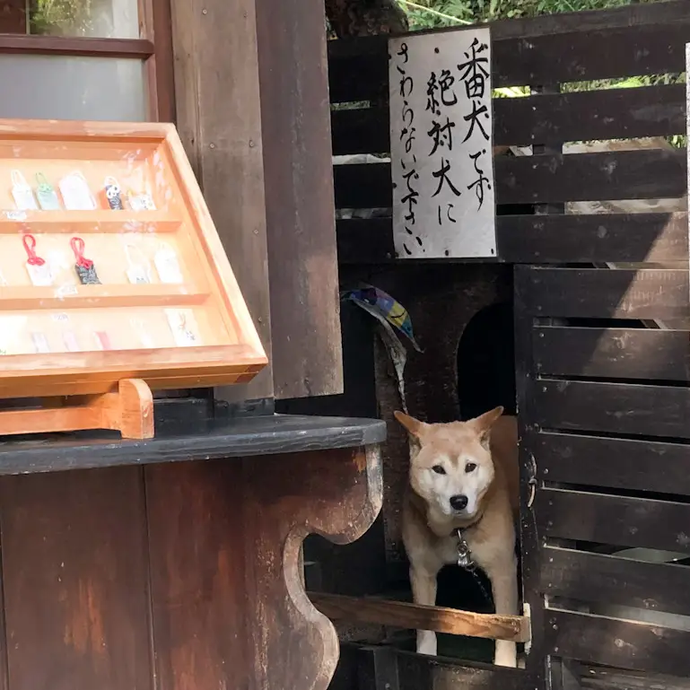 思金神社の番犬