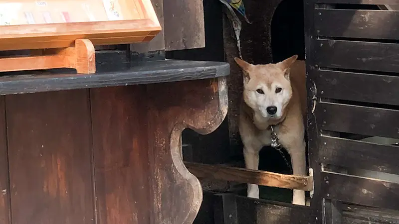 思金神社の番犬